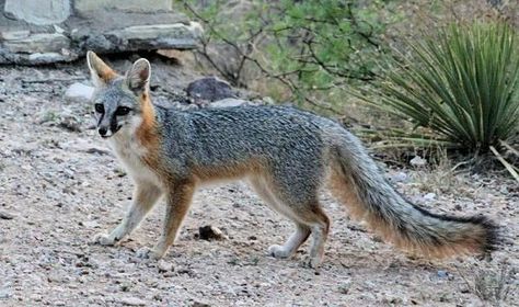 Wildlife of the Sonoran Desert, page 1 Fox Habitat, Fox Species, Grey Fox, Most Beautiful Animals, Pet Fox, Sonoran Desert, Arctic Fox, Wild Dogs, Red Fox