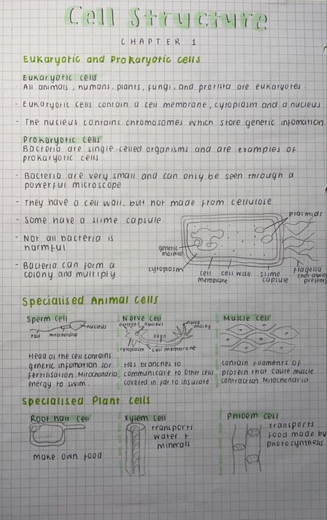 Cell Notes, Prokaryotic Cell, Science Revision, Biology Revision, Eukaryotic Cell, School Study Ideas, Study Tips For Students, College Notes, Revision Notes