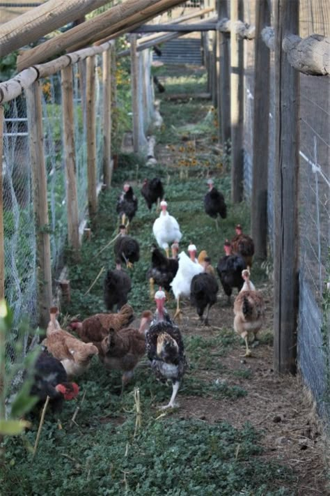 Chicken Run Around Garden Ideas, Permaculture Chicken Coop, Chicken Mote For Garden, Garden Chicken Run, Chicken Moat Around Garden, Chicken Garden Ideas, Chicken Run Around Garden, Chicken Runs Around Garden, Chicken Run Garden