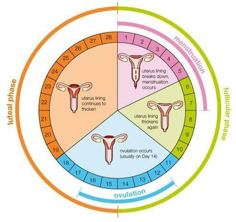 Helpful chart on understanding our menstrual cycles Menstrual Cycle Chart, Menstrual Cycle Calendar, What Is Ovulation, Fertile Period, Ovulation Calendar, Menstruation Cycle, Ovulation Calculator, Ovulation Cycle, Period Cycle