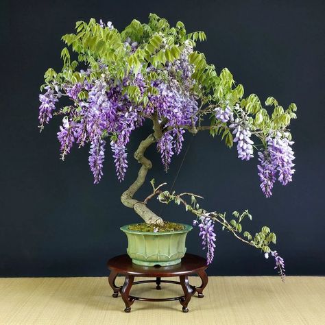 Bonsai Wisteria, Wisteria Bonsai, Flowering Bonsai, Japanese Plants, Small Japanese Garden, Wisteria Flowers, Seed Starter Kit, Japanese Garden Landscape, Bonsai Tree Types