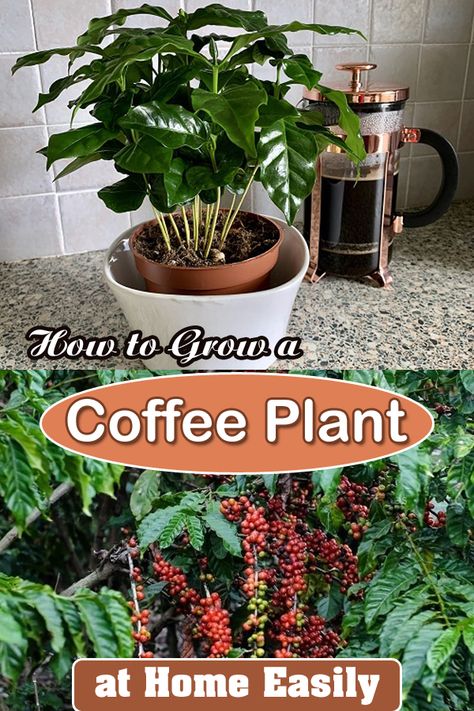 Here's everything about How to Grow a Coffee Plant easily in your home garden! Read on to learn all the details and harvest fresh beans! How To Grow Vanilla Beans, Grow Coffee Beans At Home, Growing Cinnamon Plants, How To Grow Coffee, Growing Coffee Plants, How To Grow Coffee Beans, How To Grow Coffee Beans At Home, How To Grow Vanilla Beans Plants, Growing Coffee Beans At Home