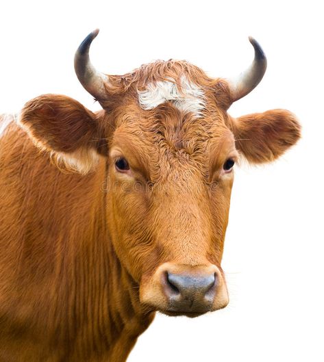 Head of cow, isolated. Red cow looks into camera, isolated over white , #AFF, #isolated, #cow, #Head, #white, #camera #ad Images Of Cows, Cow Photography, Cow Tattoo, Cow Photos, Wild Baby, Cow Pictures, Brown Cow, Fence Art, Cow Head