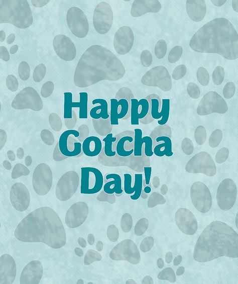 Happy Birthday Chihuahua, Happy Gotcha Day, Gotcha Day, Mini Schnauzer, Dog Quotes, Dog Grooming, Dog Art, Dog Life, Celebrity Weddings