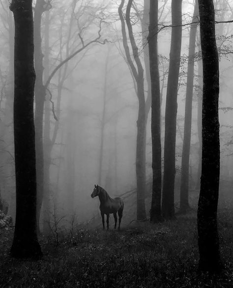 Foggy Day, Hans Christian, Appaloosa, The Mist, Pretty Horses, Love Horses, Quarter Horse, Horse Photography, Horse Love