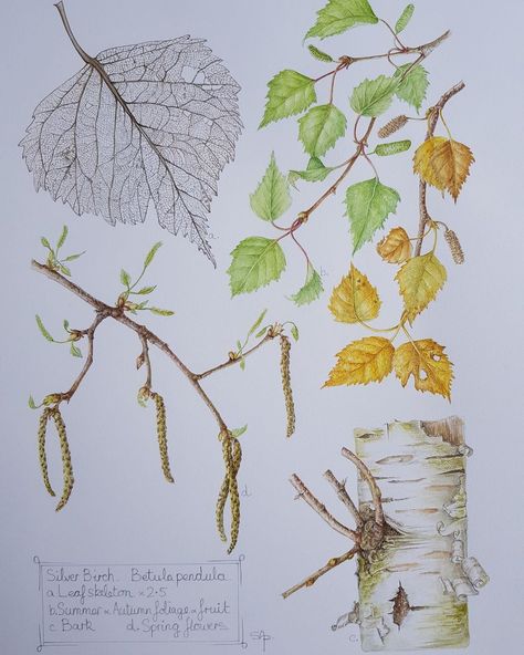 Sally Pond on Instagram: “Silver birch. Betula pendula. #trees #treesofinstagram #silverbirch” Birch Leaves Drawing, Ogham Tattoo, Birch Tree Leaves, Betula Pendula, Birch Leaf, Alien Aesthetic, Leaf Drawing, Silver Birch, Botanical Drawings