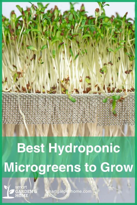 Grow your own vibrant microgreens easily with hydroponics!  Elevate your dishes with intense flavor and nutrition.  Check out the top 9 picks here in Smart Garden and Home! Hydroponic Microgreens, Harvesting Broccoli, How To Grow Microgreens, Microgreens Garden, Composting Methods, Grow Microgreens, Growing Food Indoors, Hydroponic Farming, Herb Garden In Kitchen