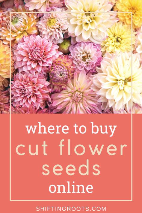 Farm Market Ideas, Dahlia Flower Garden, Seed Companies, Growing Cut Flowers, Flower Farming, Cut Flower Farm, Backyard Flowers, Flower Truck, Flower Business