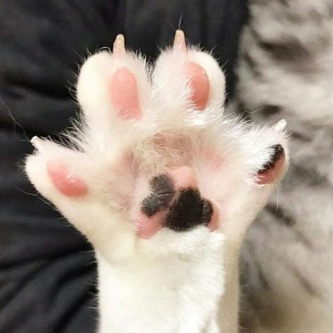 Kitty Paws, Toe Beans, Cat References, Cat's Paw, Cat Reference, Kitten Pictures, Cat Aesthetic, Cat Diy, Cat Grooming