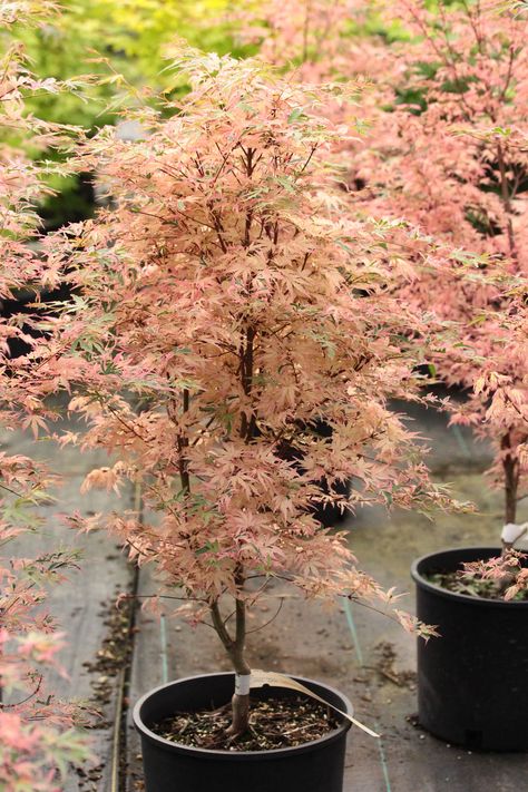 Acer Trees, Acer Palmatum, Garden Greenhouse, Japanese Maple, Container Plants, Green Leaves, The Year, Japan, Outdoor Decor