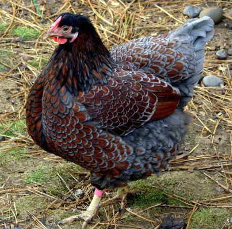 Blue Laced Red Wyandotte Chicken Wyandotte Hen, Blue Laced Red Wyandotte, Wyandotte Chicken, Chicken Coloring, Fancy Chickens, Beautiful Chickens, Keeping Chickens, Chickens And Roosters, Chicken Breeds