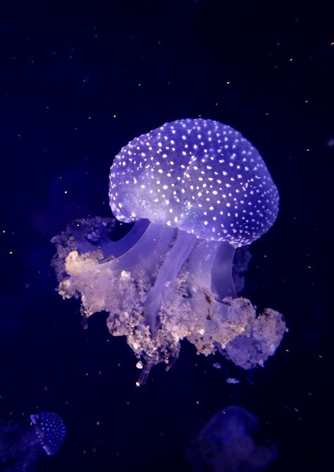 Jellyfish Person, Cloud Person, Spotted Jellyfish, Jellyfish Astetic, Jellyfish Photo, Jellyfish Pictures, Sea Jellies, Jellyfish Light, Jellyfish Print