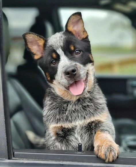 Heeler_Lover (@heeler_life90) • Instagram photos and videos Blue Heeler Puppy, Cattle Dog Puppy, Aussie Cattle Dog, Heeler Dogs, Austrailian Cattle Dog, Blue Heeler Puppies, Heeler Dog, Heeler Puppies, Puppy Photography