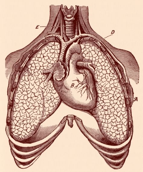 Lungs Drawing, Music Art Prints, Anatomical Illustration, Heart Anatomical, Antique Anatomy, Anatomy Illustration, Heart Lungs, College Project, Illustration Human