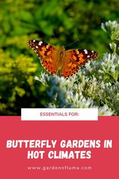 Keys for maintaining a butterfly garden in hot climates like the Arizona desert or Southwest. Arizona butterfly garden plants to attract butterflies with list of common butterflies. Garden butterfly ideas in the heat. Butterfly Ideas, Butterfly Garden Plants, Plants That Attract Butterflies, Garden Butterfly, Small Water Features, Hummingbird Garden, Butterfly Bush, Desert Garden, Arizona Desert