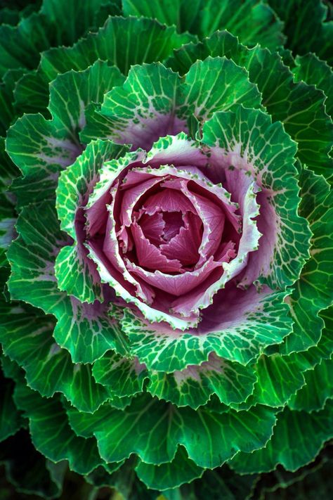 Flowering Kale, Pots Plants, Cabbage Seeds, Ornamental Kale, Ornamental Cabbage, Seed Shop, Purple Cabbage, Home Garden Plants, Plant Spacing