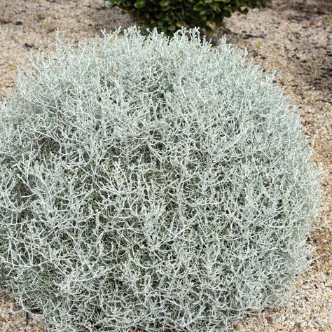 Leucophyta Silver Nugget - Granton Plants Hobart Leucophyta Brownii, Cushion Bush, Wholesale Plant Nursery, Gate Garden, Wholesale Plants, Front Gate, Small Shrubs, Plant Book, Landscape Construction