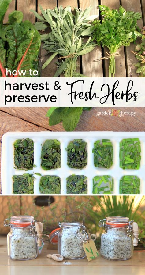 How to Harvest and Preserve Fresh Herbs - Garden Therapy Preserve Herbs, Preserve Fresh Herbs, Drying Fresh Herbs, Funny Vine, Outdoor Herb Garden, Preserving Herbs, Harvesting Herbs, Herb Garden Design, Garden Harvest