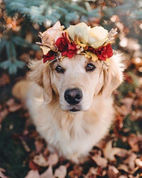 A Golden Retriever, Funny Dog Pictures, Dogs Golden Retriever, Retriever Dog, Dog Photography, Cute Creatures, Baby Dogs, Happy Dogs, Dog Pictures