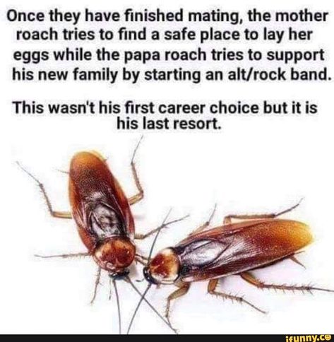 Once they have ﬁnished mating, the mother roach tries to ﬁnd a safe place to lay her eggs while the papa roach tries to support his new family by starting an alt/rock band. This wasn't his ﬁrst career choice but it is his last resort. – popular memes on the site iFunny.co #yixingzhanglay #celebrities #once #nished #mating #mother #roach #tries #nd #safe #place #lay #eggs #while #papa #support #new #family #starting #band #this #wasnt #pic Last Resort Papa Roach, Rock Music Quotes, Papa Roach, Last Resort, Alt Rock, Career Choices, Friendship Day Quotes, Fresh Memes, Strong Quotes