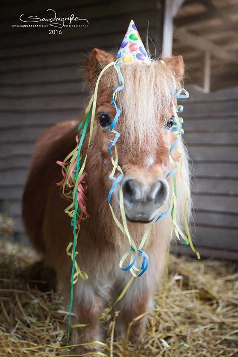 Party time! Cowgirl Happy Birthday Wishes, Happy Birthday Horse Lover Funny, Horse Happy Birthday Image, Happy Birthday Cowgirl, Horse Happy Birthday, Birthday Horse, Happy Birthday Funny Humorous, Happy Birthday Wishes Pics, Funny Happy Birthday Song