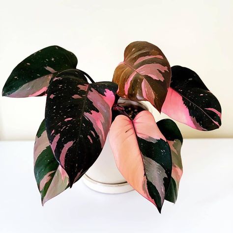 Plant Goals, Pink Plant, Variegated Plants, Simple Green, Deco Floral, House Plants Indoor, Pretty Plants, Plant Mom, Plant Lady