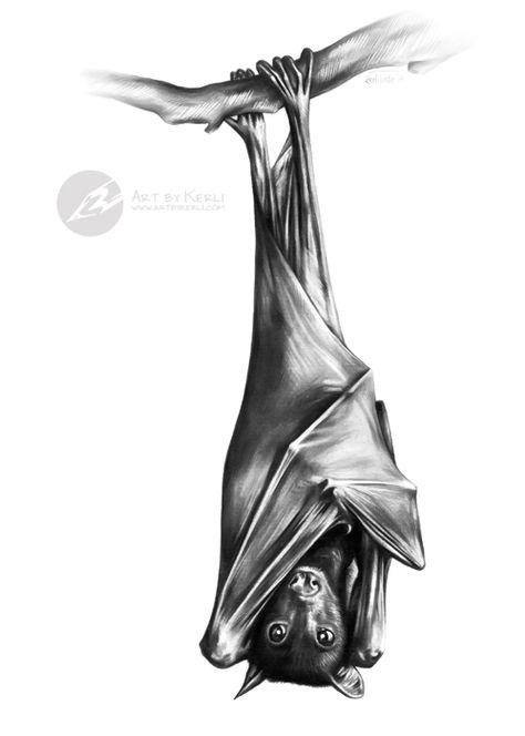 "Upside down" - fruit bat graphite pencil drawing by Kerli Toode | Art by Kerli Upside Down Bat Tattoo, Upside Down Bat, Blatt Tattoos, Bats Tattoo Design, Hanging Bat, Bat Art, Bat Tattoo, Observational Drawing, Fruit Bat