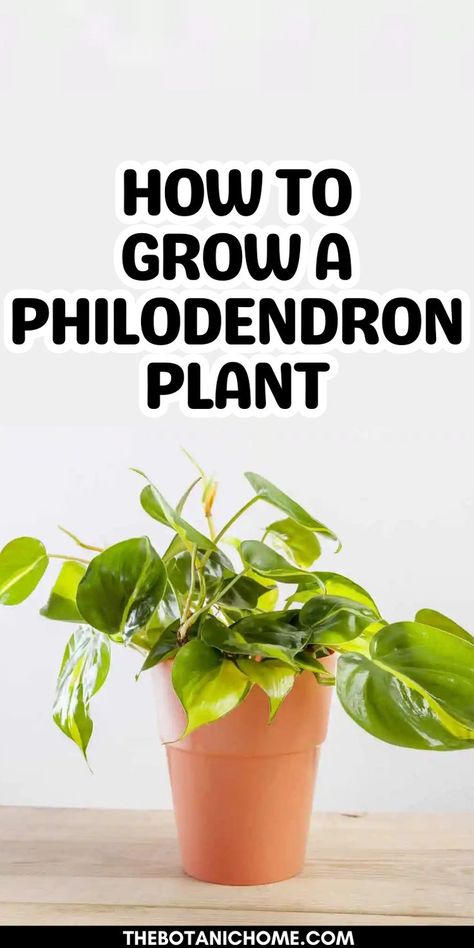 Philodendron plant varieties with care tips and planting advice, showcasing vibrant foliage. House Plant Care Guide, Philodendrons Plants, Philodendron Jose Bueno, Philodendron Care Tips, Philodendron Plant Care, Philodendron Varieties, Philodendron Birkin, Philodendron Care, Indoor Plants Decor