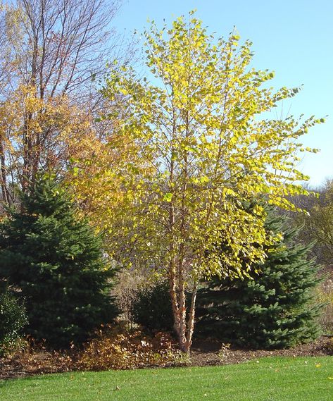 river birch tree fall color for dallas betula nigra www.haroldleidner.com #fallfoliage River Birch Trees, Betula Nigra, Feng Shui Garden, Birch Trees Landscaping, Feng Shui Plants, River Birch, Gardening Zones, Street Trees, Shade Trees