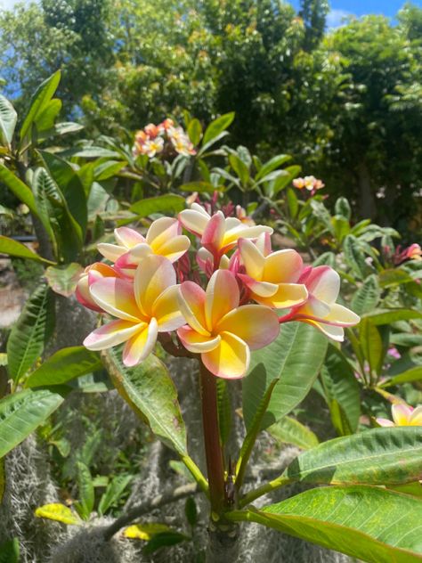 #hawaii #flowers #plumeria Flowers In Hawaii, Plumeria Flowers Aesthetic, Flowers Plumeria, Hawaii Flowers, Hawaiian Plumeria, Pinterest Contest, Hawaii Trip, Plumeria Flowers, Animal Icon