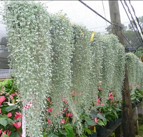 Silver Falls Dichondra is an annual with spectacular trailing habit up to 10 feet. It does well in part shade to full sun. This would be great with STORM SALMON or ROSY DAWN PETUNIAS ... Silver Falls Dichondra, Full Sun Container Plants, Cover Patio, Plant Hanging, Silver Falls, Plants For Hanging Baskets, Hanging Succulents, Flower Fairies, House Plants Indoor