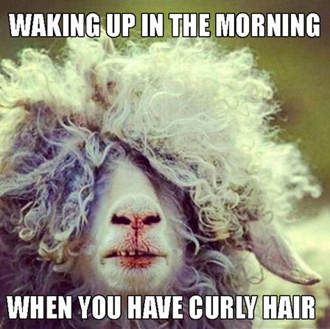 Your morning reflection is always a hot mess. | 22 Memes That Are Way Too Real For People With Curly Hair Curly Hair Problems, A Sheep, Hair Problems, Bad Hair Day, Bad Hair, Hair Humor, Curly Hair Styles Naturally, Naturally Curly, Animals Beautiful