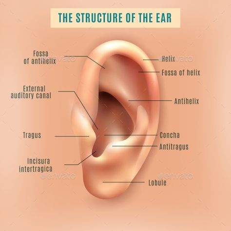 Outer external part of human ear structure picture and definitions medical anatomy educative background poster vector illustration External Ear Anatomy, Ear Surgery, Ear Structure, Ear Anatomy, Human Body Organs, Bright Quotes, Outer Ear, Human Ear, Anatomy Models