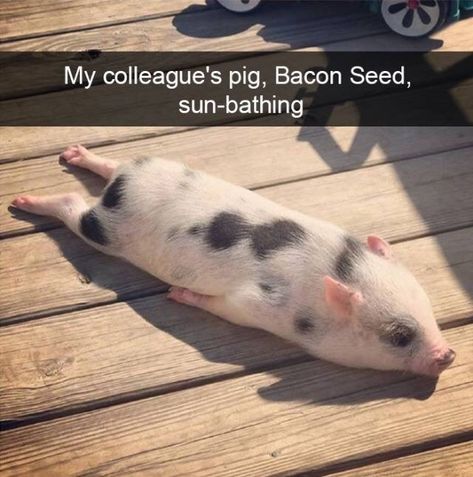 34 Extra Animal Snaps Here To Add Extra Flare To Your Day - I Can Has Cheezburger? Cute Piglets, Baby Animals Pictures, Baby Pigs, Baby Animals Funny, Cute Pigs, Funny Funny, Cute Animal Photos, Cute Kittens