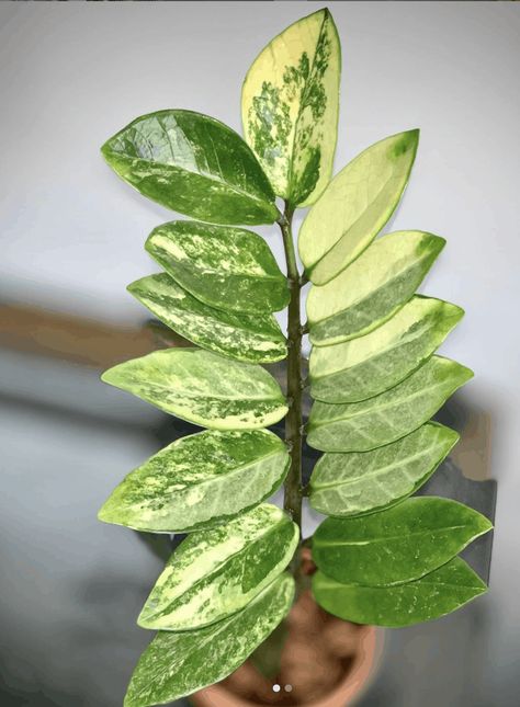 Zz Plant Care, Garden Goals, Plant Care Tips, Zz Plant, Inside Plants, Variegated Plants, Unique Plants, House Plants Indoor, Pretty Plants