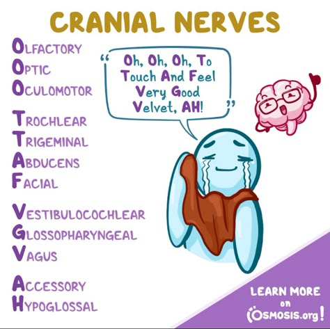 Optometry School Notes, Nursing School Studying Cheat Sheets, Cranial Nerves Mnemonic, Anatomy Notes, Med Notes, Medical Assistant Student, Medical Things, Nurse School, Nursing School Essential