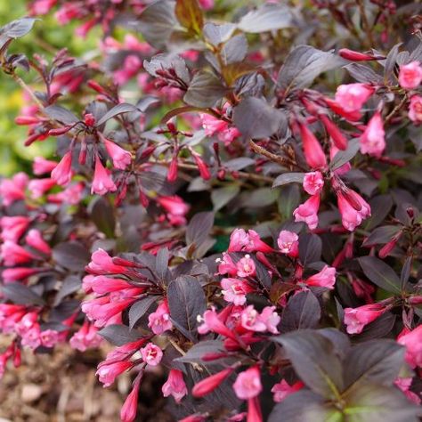 Weigela Companion Plants, Wine And Roses Weigela, Spilled Wine Weigela, Weigela Wine And Roses, Weigela Shrub, Weigela Bush, Spirea Bush, Colourful Trees, Sonic Bloom