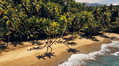 Dominica Island, Summer Blooming Flowers, Back From The Brink, Best Travel Credit Cards, Lesser Antilles, Travel Credit Cards, Caribbean Island, Caribbean Beaches, Conde Nast Traveler