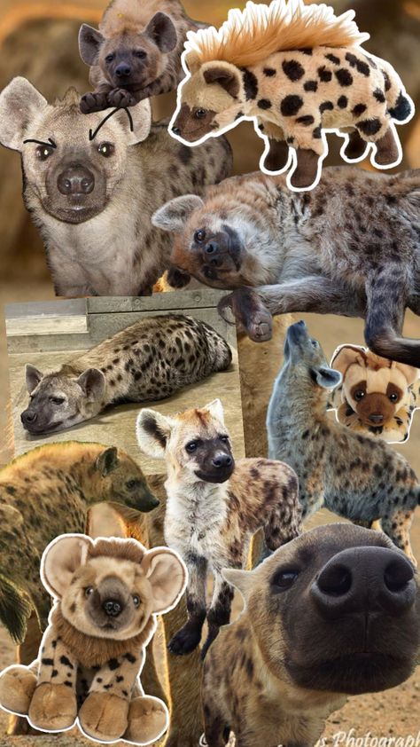 Hyenas :D #hyena #brown #plushies #silly #animals #hyenawallpaper Hyena Therian, Dog Noises, Brown Hyena, Spotted Hyena, Zoo Art, African Wild Dog, Cute Rats, Trash Panda, Pretty Animals