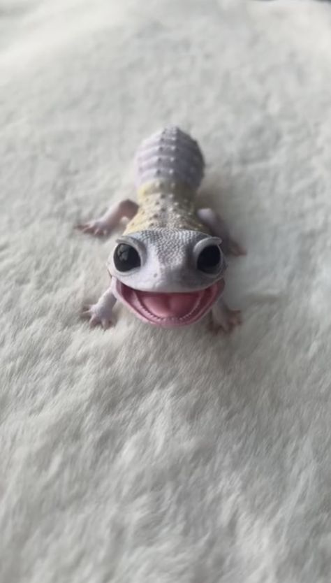 Colorful Lizards, Cute Gecko, Cute Lizard, Cutee Animals, Cute Reptiles, Cute Small Animals, Cute Animals Puppies, Funny Animal Photos, Pretty Animals