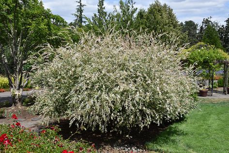 Hakuro Nishiki, Salix Integra, Maine Garden, Dappled Willow, Urban Gardens, Backyard Garden Landscape, Full Size Photo, Landscape Plans, Plant List