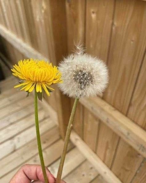 Weird and Amazing Interesting Things | "The dandelion is the only flower that represents the three celestial bodies of the sun, moon, and stars: The yellow flower resembles the sun, the puf... | Facebook Substitute For Coffee, Dandelion Honey, Diy Household Cleaners, Sun Moon And Stars, The Dandelion, Dandelion Seed, Dandelion Flower, Garden Journal, Weird Pictures