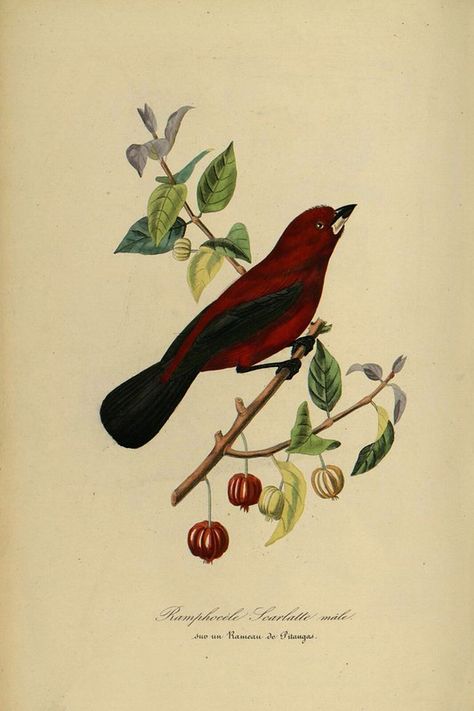 Surinam Cherry, Antique Illustration, Scientific Illustration, Plant Illustration, Reference Images, Flower Illustration, Antique Prints, Vintage Painting, Bird Prints