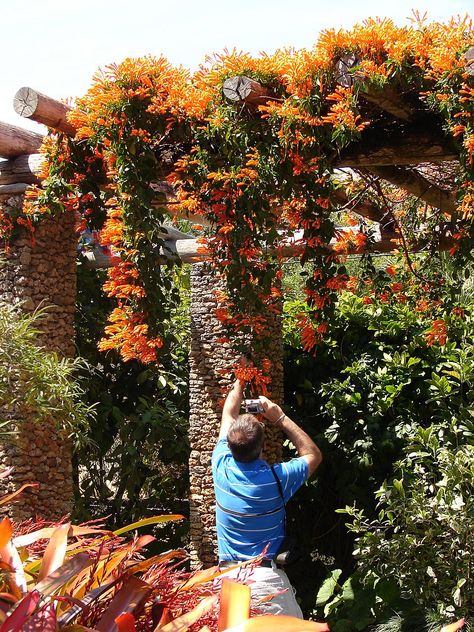 Flame vine.  Bench shade? Flame Vine, Vine Trellis, Climbing Flowers, Climbing, Rush, Vines, Pergola, Landscaping, Sweet Home