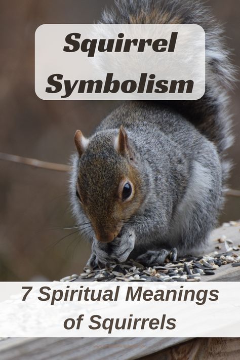 Squirrel Symbolism: 7 Spiritual Meanings of the Squirrel — Amanda Linette Meder Squirrel Spirit Animal Meaning, Squirrel Spiritual Meaning, Squirrel Symbolism, Pictures Of Squirrels, Dead Squirrel, Spirit Animal Meaning, Totem Animals, Animal Meanings, Squirrel Tail