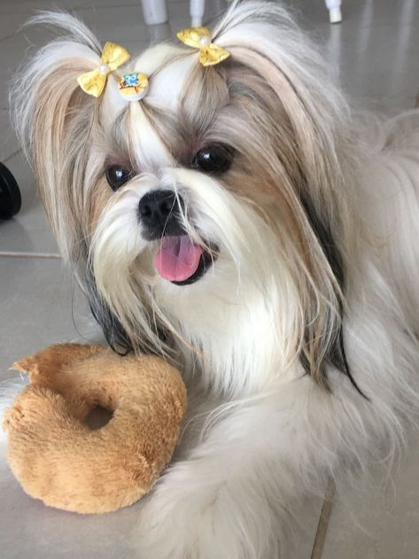 Shitsu Dog, Shitzu Dogs Haircuts, Shih Tzu Hair Styles, Shih Tzu Puppy Cut, Puppy Care Tips, Puppy Haircut, Perro Shih Tzu, Chien Shih Tzu, Shitzu Dogs