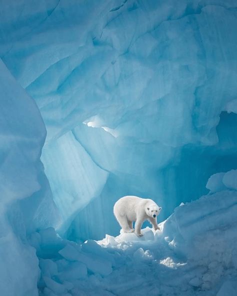 Svalbard Norway, Japan Lifestyle, King Photo, Bear Photos, Bear Outfits, Wild Nature, Canon Photography, Photography Photos, Bored Panda