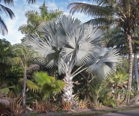 Palm Tree Care, Plants Around Pool, Bismarck Palm, Pakistan Home, Florida Palm Trees, Backyard Pool Landscaping, Home Garden Plants, Tree Artwork, Palm Plant