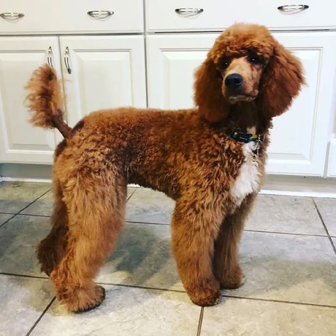 Poodle Styles, Standard Poodle Cuts, Poodle Colors, Moyen Poodle, Parti Poodle, Poodle Haircut, Red Tuxedo, Poodle Cuts, Red Poodles