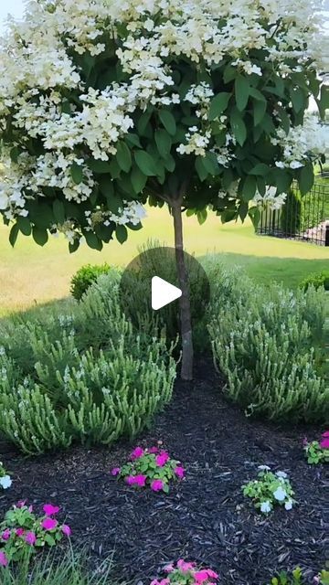 Tatiane | Our.cozy.white.home on Instagram: "I love this tree for early summer blooming...I just wish the white color stays on for the rest of the season! 😀

This is Quick Fire hydrangea
•sun to part shade 
•zone 3-8
•6-8 tall and wide (perfect for tree shape)
•flowers open white then turn red*
@provenwinners

It's been here for 4 years now! 
Do you like white hydrangeas?
.
.
.
.
.
.
.
.
.
#hydrangeas #quickfirehydrange #provenwinners #gardeningzone6CT #frontyard #flowers #whiteblooms #betterhomesandgardens" Quick Fire Hydrangea Tree, Quick Fire Hydrangea, Hydrangea Tree, White Hydrangeas, Diy Gardening, White Hydrangea, White Home, Tree Shapes, Better Homes And Gardens